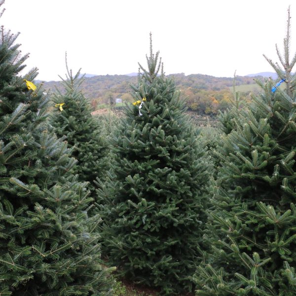 Fresh Cut Fraser Fir Christmas Tree